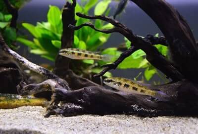 What Dwarf Cichlids Can Live Together?