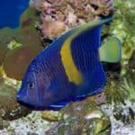 angelfish swim bladder treatment