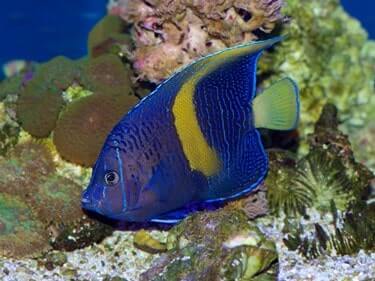 angelfish swim bladder treatment