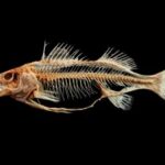 are fish vertebrate or invertebrate?
