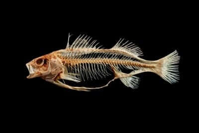 are fish vertebrate or invertebrate?