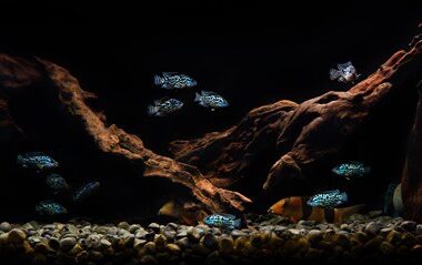 cichlids that are not aggressive