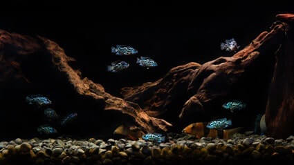 cichlids that are not aggressive