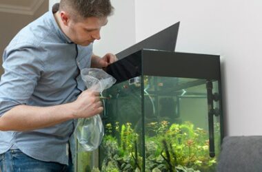 how to avoid algae in a fish tank