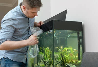 how to avoid algae in a fish tank