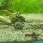 what are aquarium snails good for?