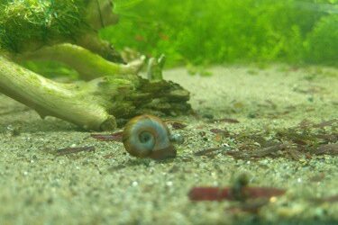 what are aquarium snails good for?