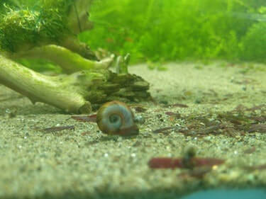 what are aquarium snails good for?