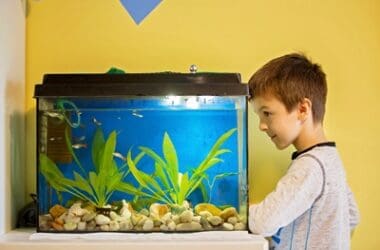 what happens if your fish tank is too small?
