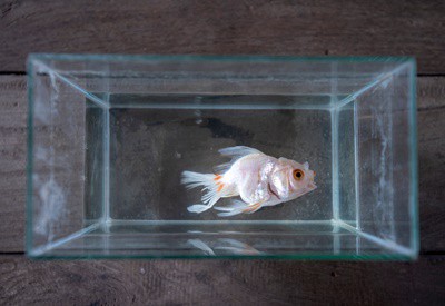 why do fish turn white when they die?