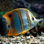 What animal eats Angelfish?