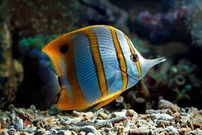 What animal eats Angelfish?