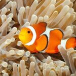 what anemones do clownfish like?
