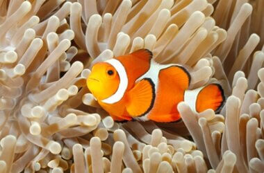 what anemones do clownfish like?