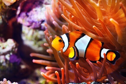 what kind of anemones do clownfish live in?