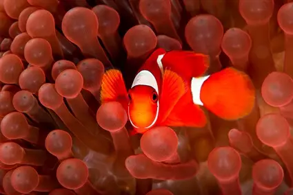 which anemone is best for clownfish?