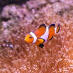 why don't anemones sting clownfish?