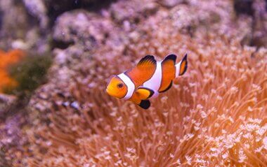why don't anemones sting clownfish?
