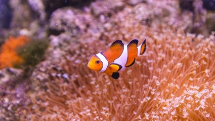 why don't anemones sting clownfish?